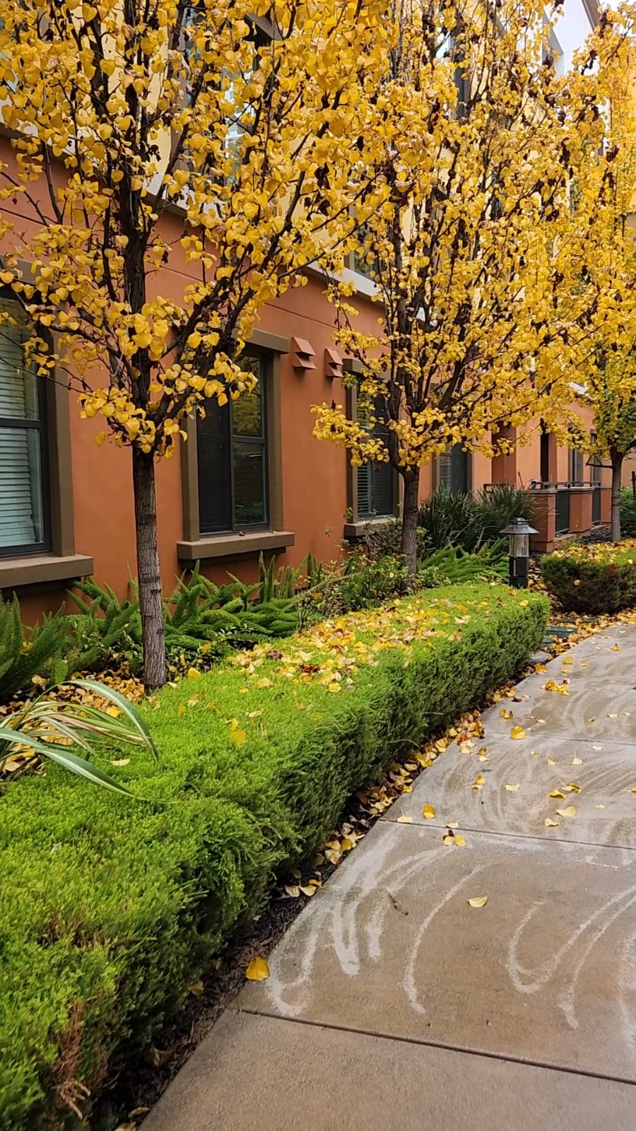 Fall vibes in the courtyard