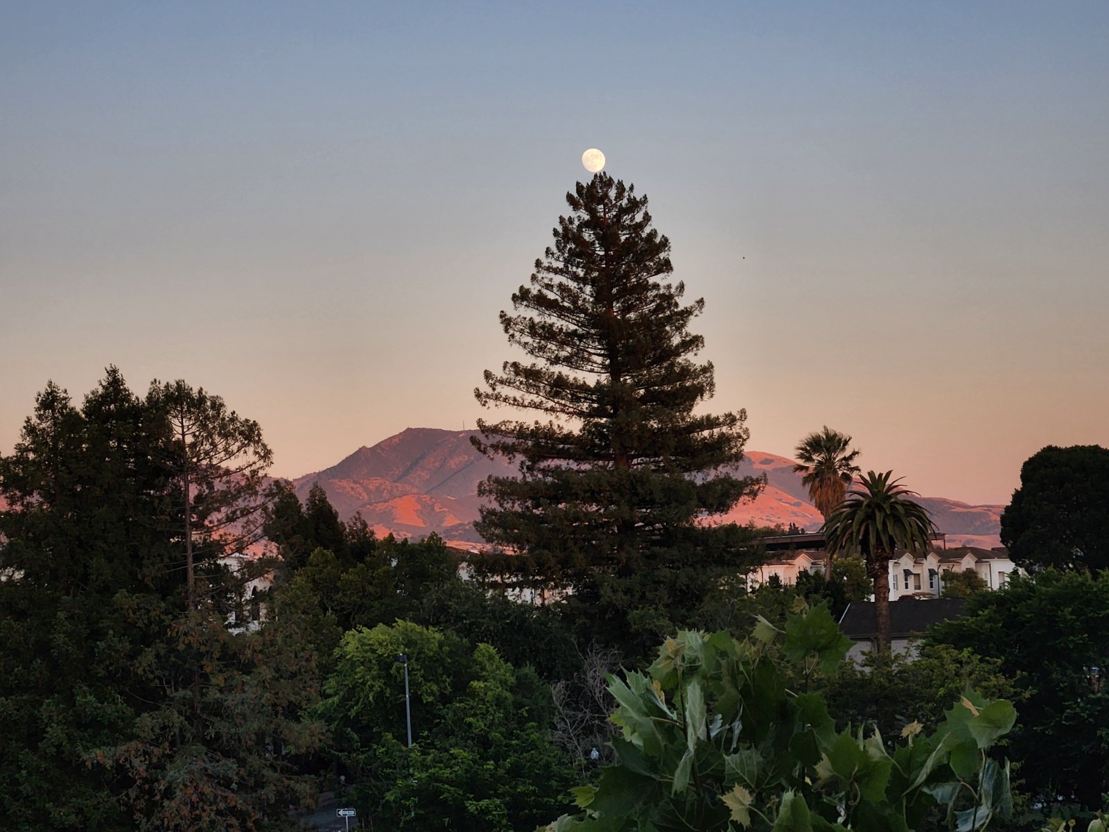 View of Mount Diable from Renaissance Square